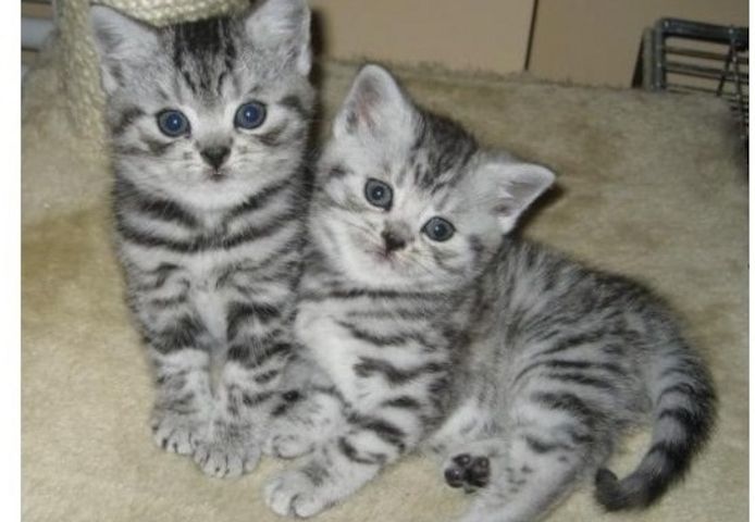 BKH Britisch Kurzhaar Katzen