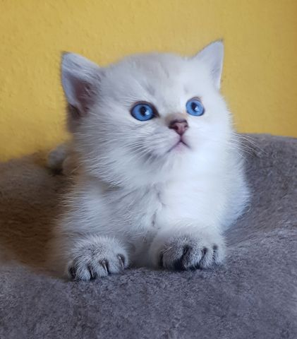 super süße BKH Bärenbrüder, Britisch Kurzhaar Kitten