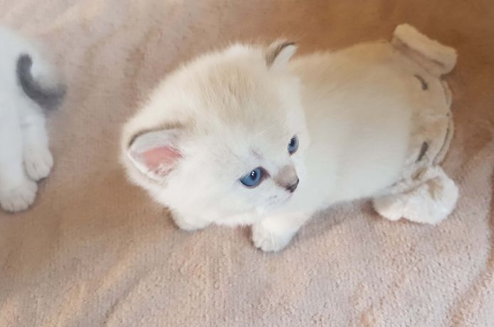 super süße BKH Bärenbrüder, Britisch Kurzhaar Kitten