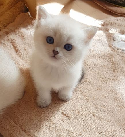 super süße BKH Bärenbrüder, Britisch Kurzhaar Kitten
