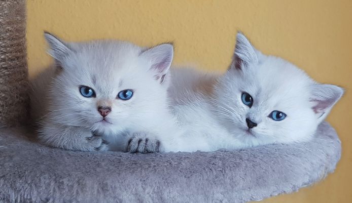 super süße BKH Bärenbrüder, Britisch Kurzhaar Kitten