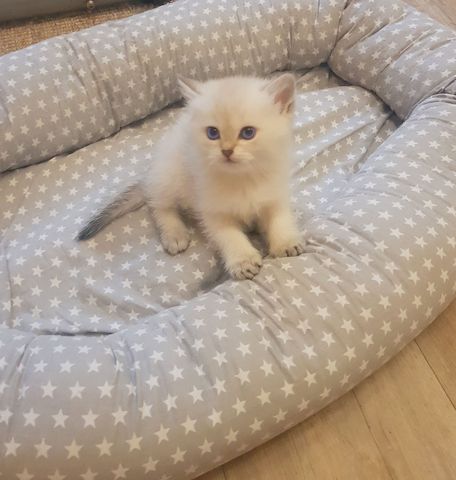super süße BKH Bärenbrüder, Britisch Kurzhaar Kitten