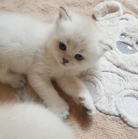 super süße BKH Bärenbrüder, Britisch Kurzhaar Kitten
