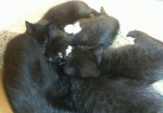 Katzenbabys