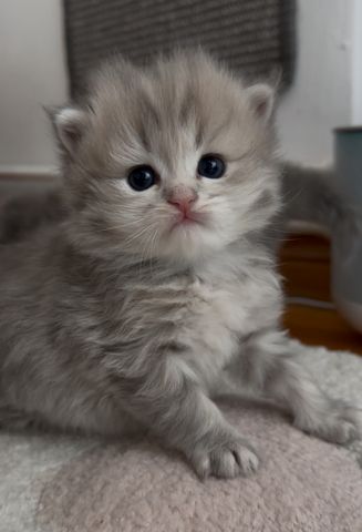 Drei süße britisch langhaar Kater/ Kitten reinrassig mit Stammbaum suchen liebevolles Zuhause