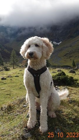 Goldendoodle F1b Welpen F1bb apricot hell dunkel