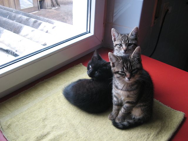 Kätzchen / kleine Katze