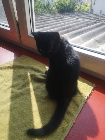 Kätzchen / kleine Katze