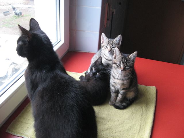 Kätzchen / kleine Katze