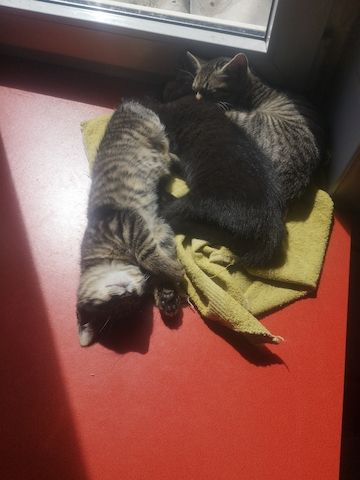 Kätzchen / kleine Katze