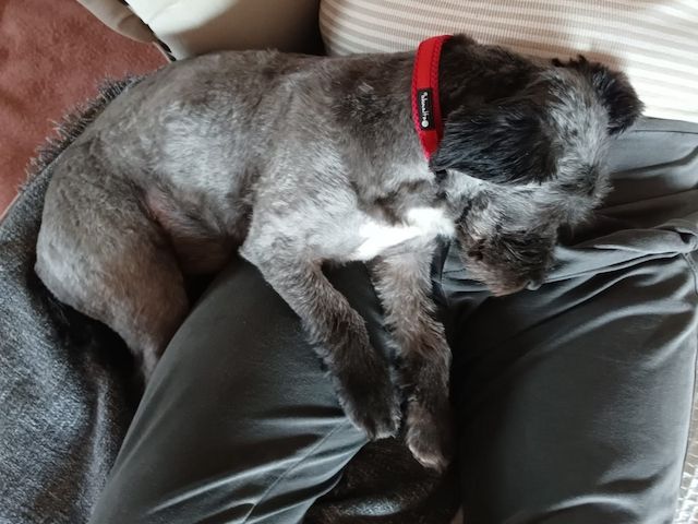 Liebenswerte Fritzi sucht ihr Schlößchen
