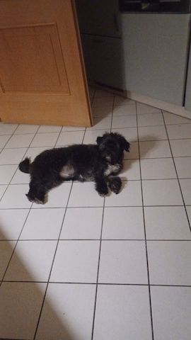 Liebenswerte Fritzi sucht ihr Schlößchen
