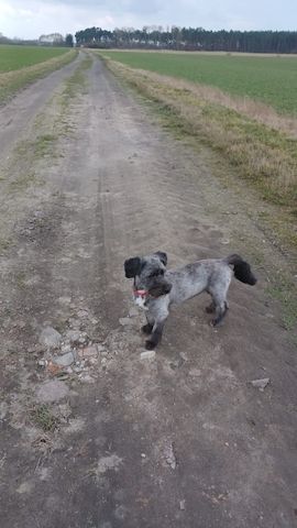 Liebenswerte Fritzi sucht ihr Schlößchen