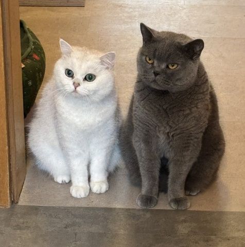 Zwei BKH Kater (Blue & Silver Shaded) nur zusammen abzugeben