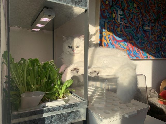 Zwei BKH Kater (Blue & Silver Shaded) nur zusammen abzugeben