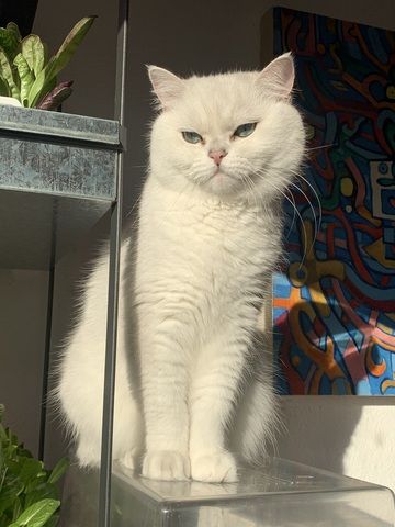 Zwei BKH Kater (Blue & Silver Shaded) nur zusammen abzugeben