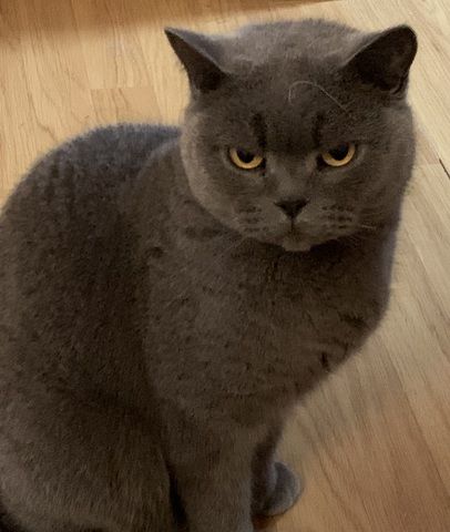 Zwei BKH Kater (Blue & Silver Shaded) nur zusammen abzugeben
