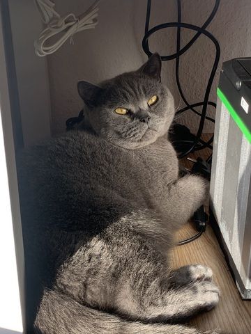 Zwei BKH Kater (Blue & Silver Shaded) nur zusammen abzugeben