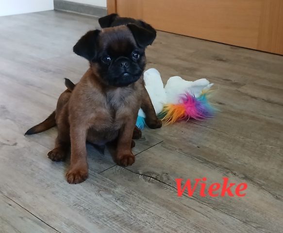 Welpen der Rasse Zwerggriffon Brabanter ( kurz Haar )