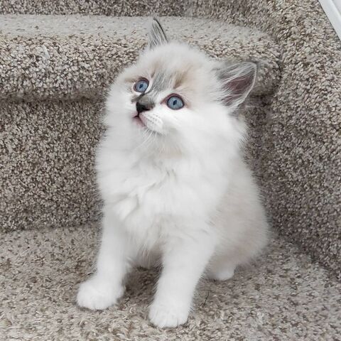 Entzückendes Ragdoll-Kätzchen zu verkaufen,