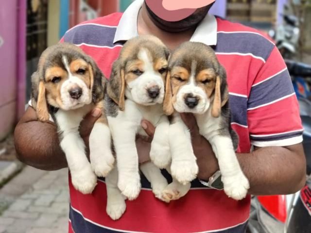 Entzückende Beagle-Welpen.