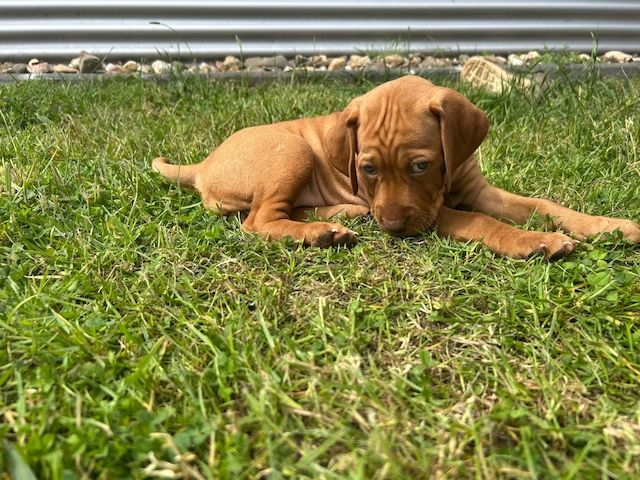 Reinrassige Magyar Vizsla Welpen
