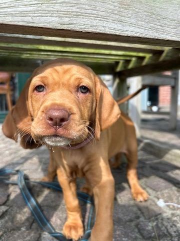 Reinrassige Magyar Vizsla Welpen