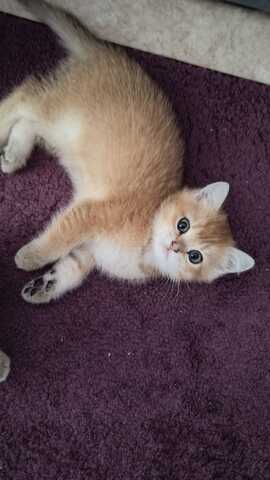 Britisch Kurzhaar Babykatzen