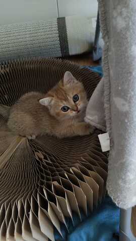 Britisch Kurzhaar Babykatzen