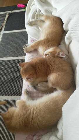 Britisch Kurzhaar Babykatzen