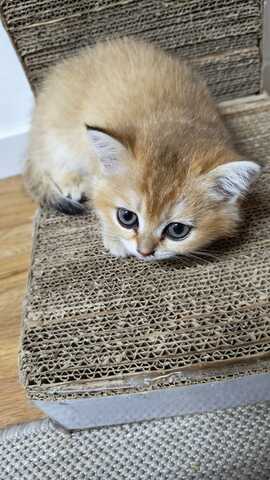 Britisch Kurzhaar Babykatzen