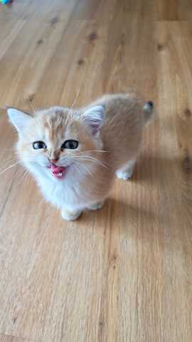 Britisch Kurzhaar Babykatzen