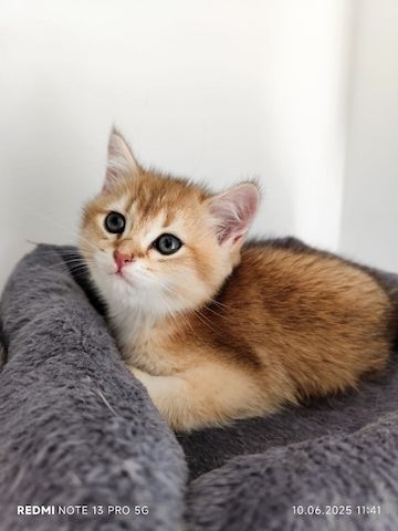 BKH Kitten