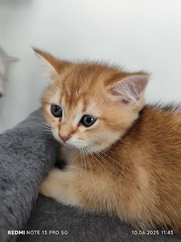 BKH Kitten