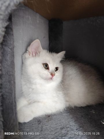 BKH Kitten