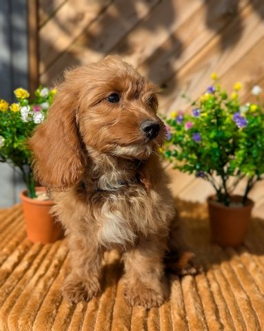 Süße Cavapoo