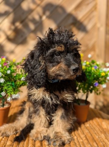 Süße Cavapoo