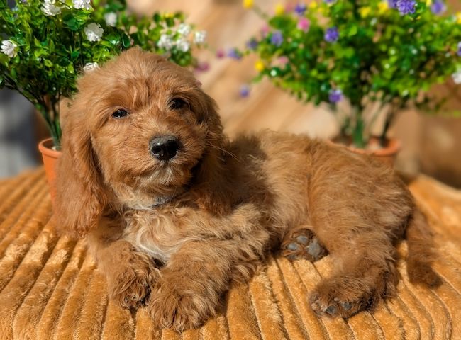 Süße Cavapoo