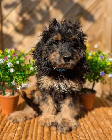 Süße Cavapoo