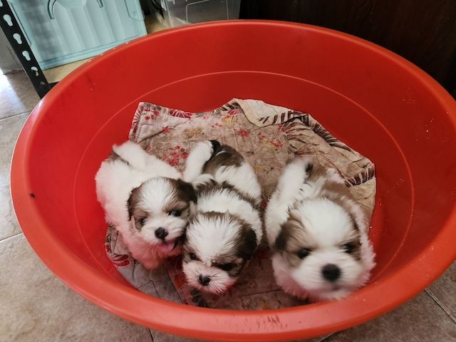 Shih Tzu Welpen