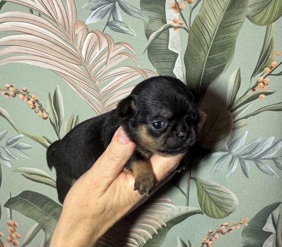 Chihuahua Welpen
