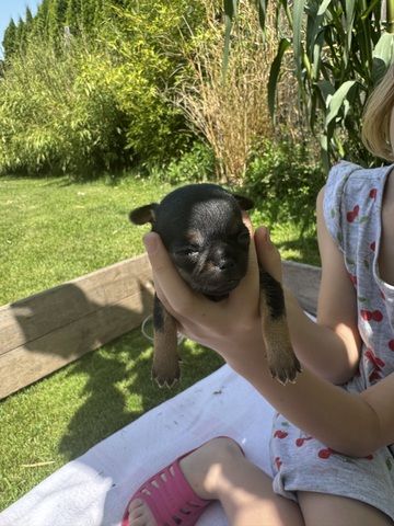 Chihuahua Welpen