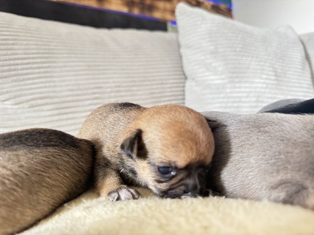 Chihuahua Welpen
