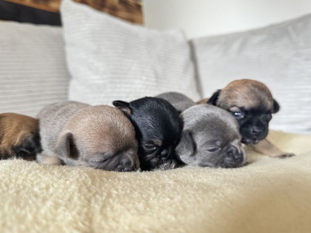 Chihuahua Welpen