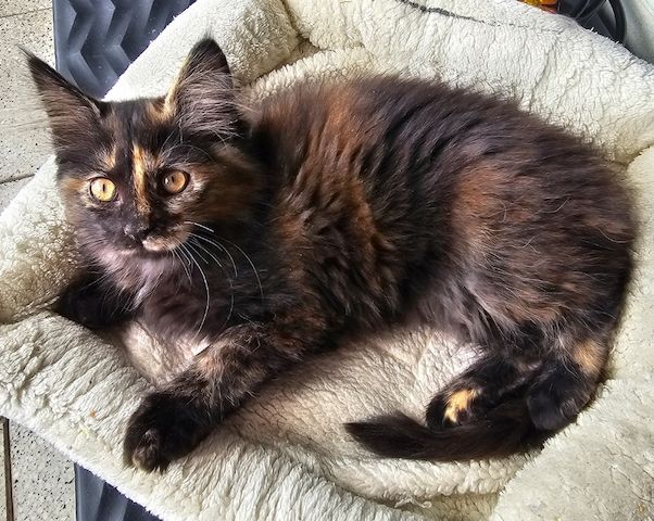 4 wunderschönen Maine Coon Mädchen suchen ein liebevolles zu Hause