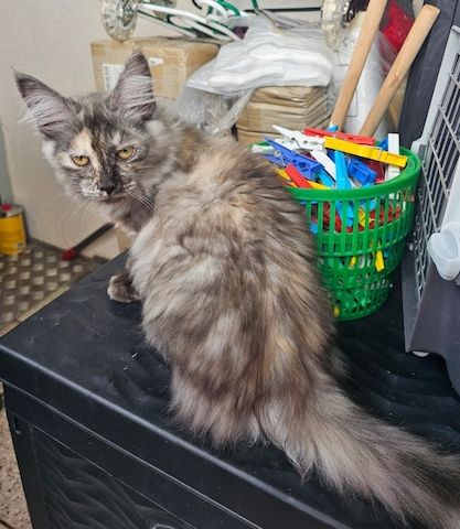 4 wunderschönen Maine Coon Mädchen suchen ein liebevolles zu Hause