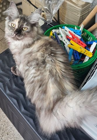 4 wunderschönen Maine Coon Mädchen suchen ein liebevolles zu Hause