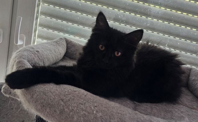 4 wunderschönen Maine Coon Mädchen suchen ein liebevolles zu Hause