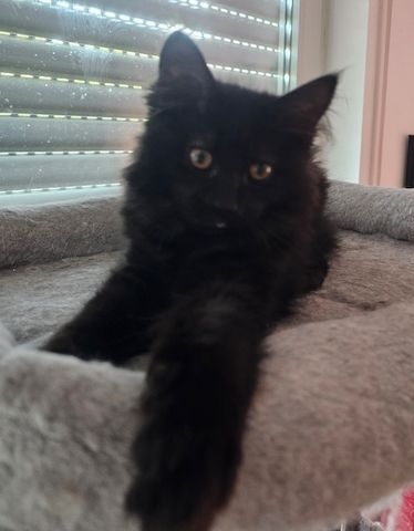 4 wunderschönen Maine Coon Mädchen suchen ein liebevolles zu Hause
