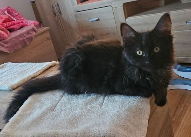 4 wunderschönen Maine Coon Mädchen suchen ein liebevolles zu Hause